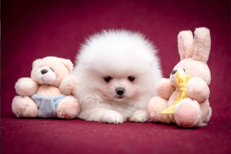 10 Razões para Amar um Lulu da Pomerânia Anão