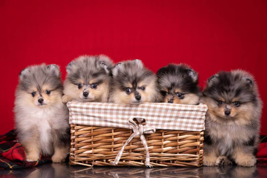 A importância do adestramento para um Lulu da Pomerânia equilibrado