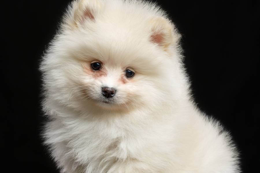 Beleza e elegância: as características físicas do Lulu da Pomerânia Branco