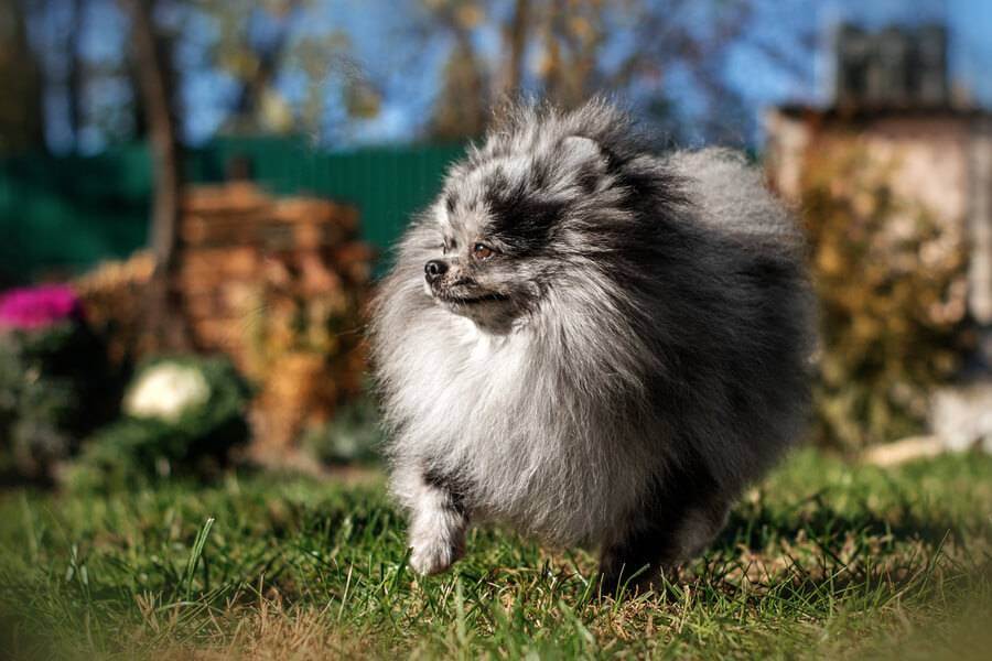 Cachorro Lulu da Pomerânia em São Paulo