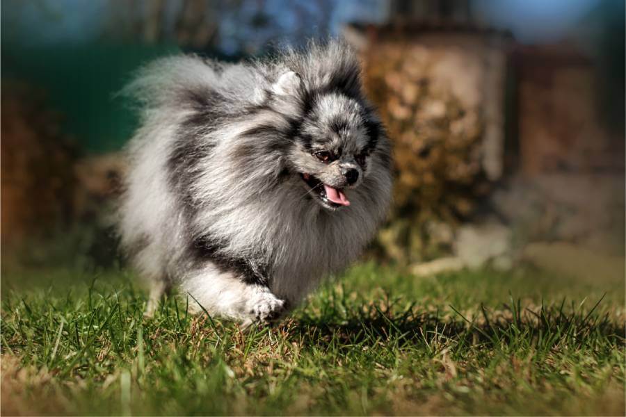 Características físicas e personalidade do Spitz Alemão Anão