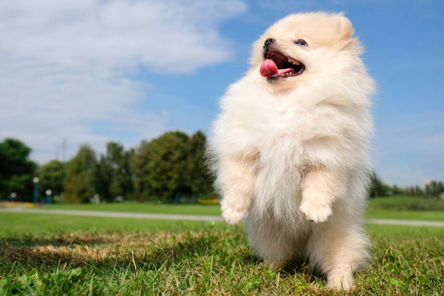 Encontre o Filhote de Spitz Alemão dos Seus Sonhos no Canil Shamar