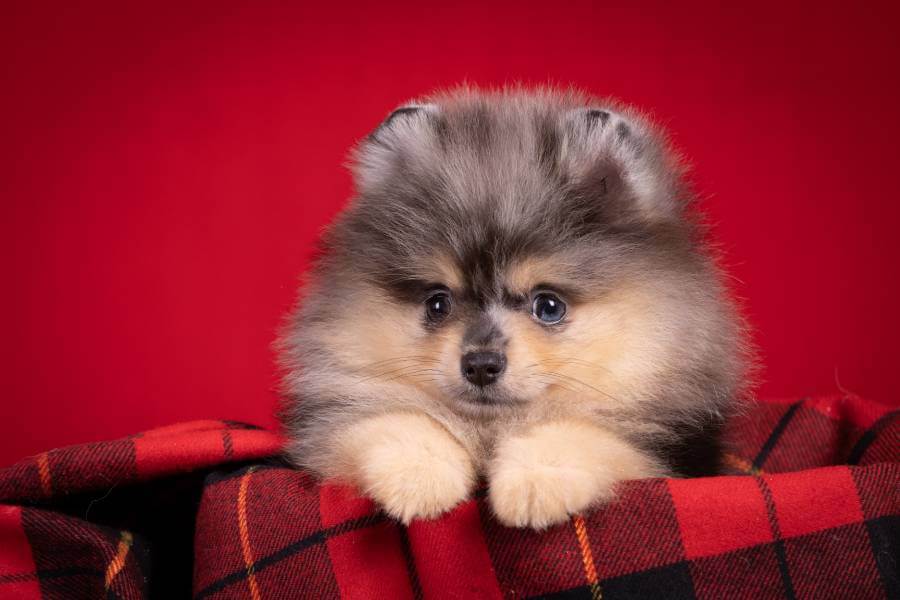 Envelhecendo com elegância: cuidados específicos para o spitz alemão anão na terceira idade