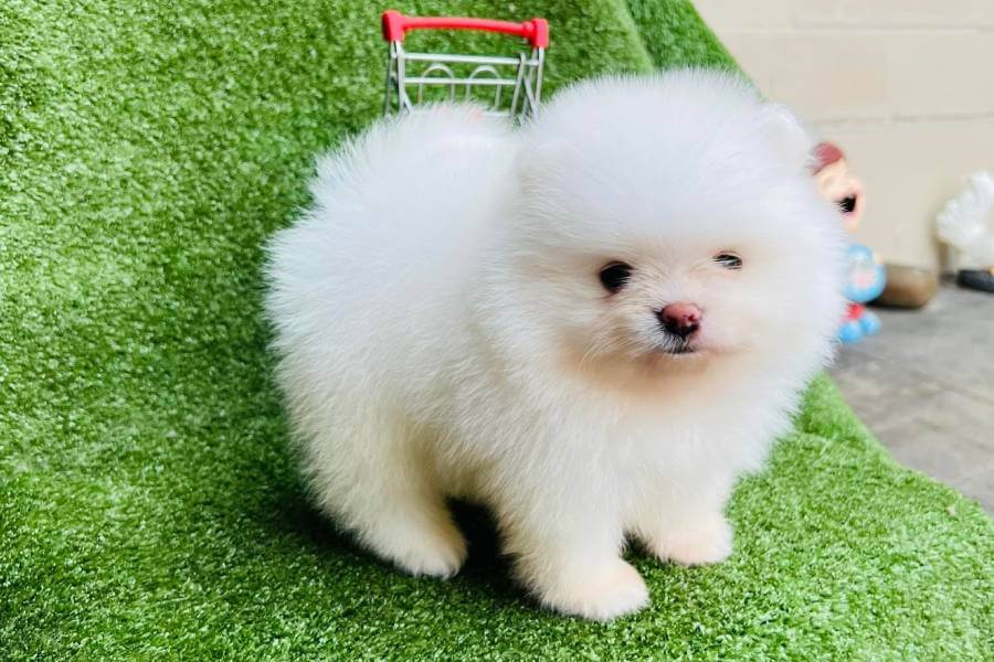 Fatos Interessantes Sobre o Lulu da Pomerânia Mini