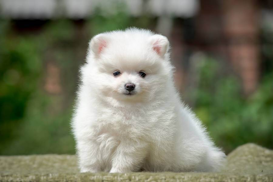 Spitz Alemão Branco: Guia Completo para Cuidar do Seu Anjo Peludo