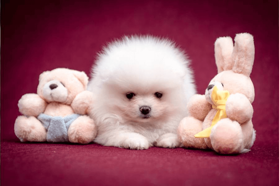 Guia do Lulu da Pomerânia: Acessórios e produtos para Lulu da Pomerânia